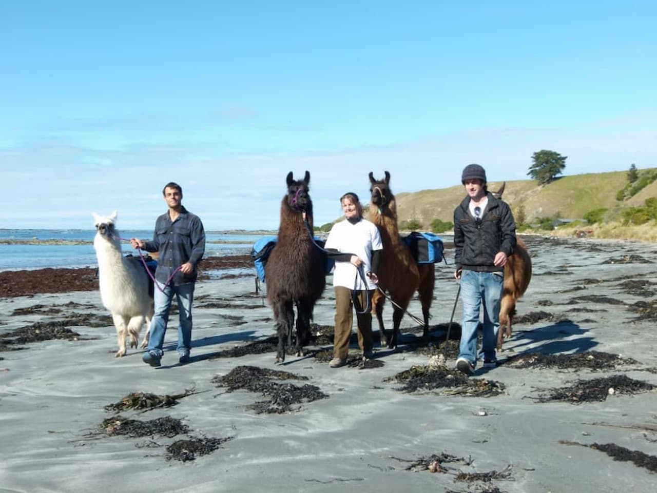 Half-Day Coastal Llama Trek from Kaikoura - image 2